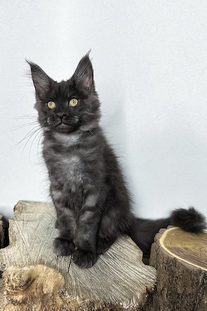 Maine Coon Junge, 3 Monate geimpft und entwurmt, liebevoll aufgezogen