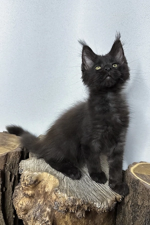 Maine-Coon-Kater, 3 Monate geimpft & entwurmt, freundlich und verspielt