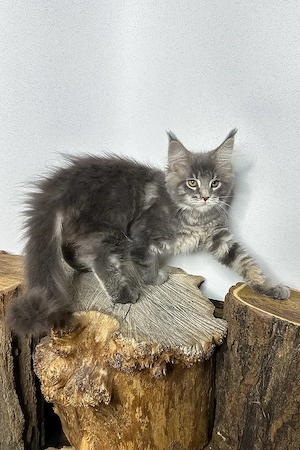 Liebevolles Maine Coon Mädchen, 3 Monate geimpft und entwurmt