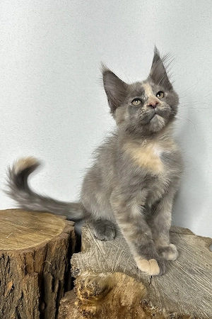 Liebevolles Maine Coon Mädchen, 3 Monate geimpft und entwurmt