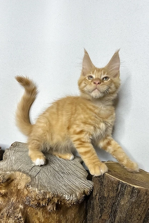 Wunderschönes Maine Coon Mädchen, 3 Monate geimpft und entwurmt