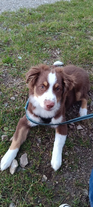 Mini Australien Shepherd 18 Wochen
