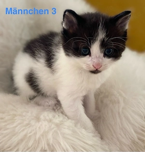 Kätzchen Kitten Tuxedo Maine-Coon Mix - langhaarig, kurzhaarig