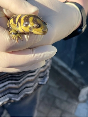 Ambystoma tigrinum