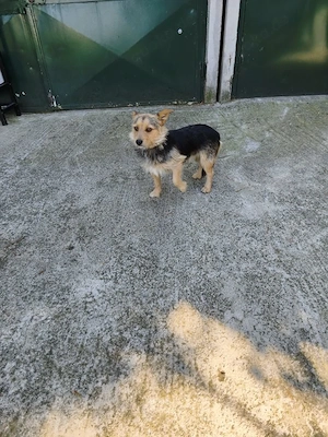 *BAKY* Der kleine Hundemann ist lieb und freundlich, anfangs jedoch etwas zurückhaltend