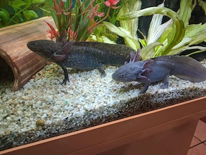 Zwei Axolotl suchen ein neues Zuhause