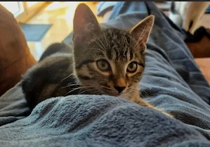 Katzenbaby Hauskatze