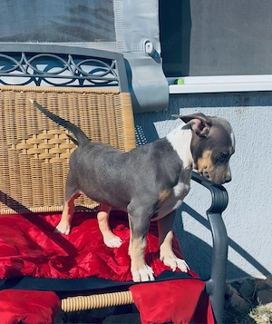American Bully XL
