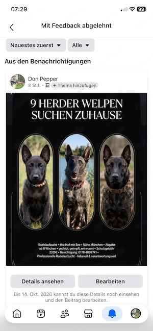 9 Herder Welpen auf der Suche nach dem Perfect Match 