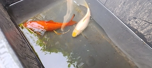 2 grosse Goldfische 