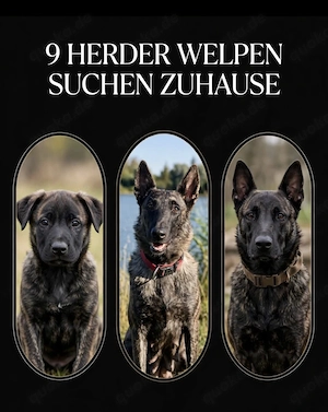 9 Herder Welpen auf der Suche nach dem Perfect Match 