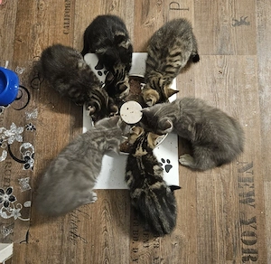 BKH Kitten 