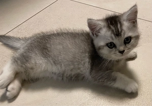 BKH Kitten 1 Kater frei 