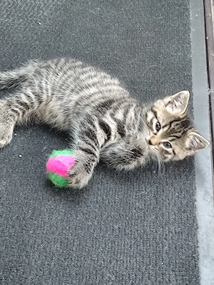Norwegische Waldkatzen Mix Kitten 