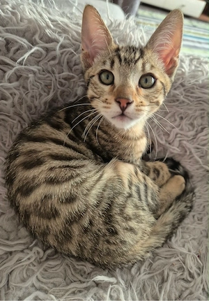 Bengal Mischlings Kitten suchen ihr liebevolles Für-immer-Zuhause  Bild 7