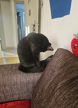 Kleine süße Maus abzugeben dringend 