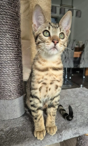 Bengal Mischlings Kitten suchen ihr liebevolles Für-immer-Zuhause  Bild 8