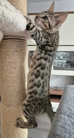 Bengal Mischlings Kitten suchen ihr liebevolles Für-immer-Zuhause  Bild 6