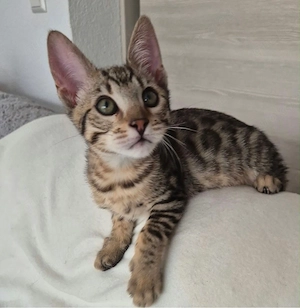 Bengal Mischlings Kitten suchen ihr liebevolles Für-immer-Zuhause  Bild 5