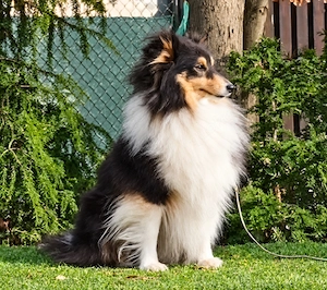 Wunderschöner kleiner Sheltie Rüde