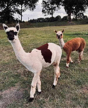 Alpaka Appaloosa Jungstute 