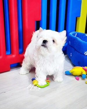 Weißes wYorkie weiblich