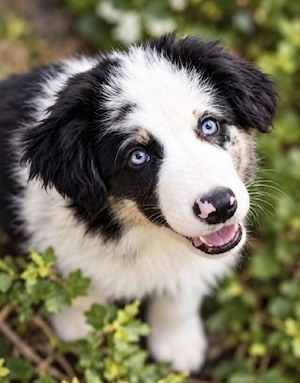 Miniature Australian Shepherd Welpen mit Papieren auf der Suche nach ihrer perfekten Familie
