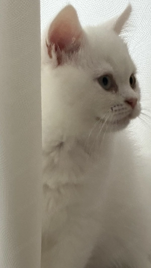 Katze.  bkh junge
