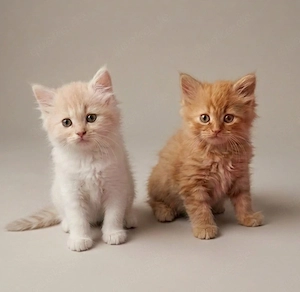Rasse trifft Rasse   Maine Coon XXL - Britisch Langhaar