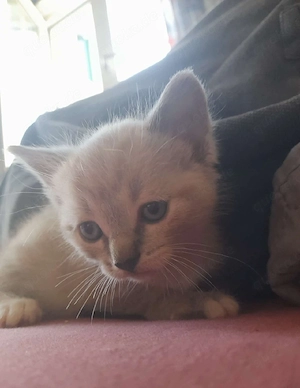 Kitten Junge sehr lieb 8 Wochen