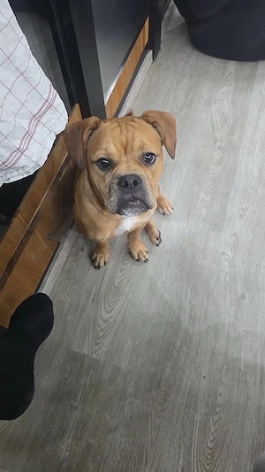 Pablo sucht neuen Besitzer