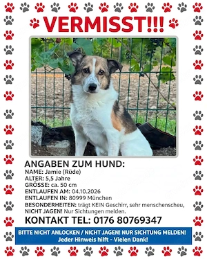 Rüde Jamie ist am 04.10.26 in 80999 München entlaufen , wir brauchen bitte dringend Sichtungen!