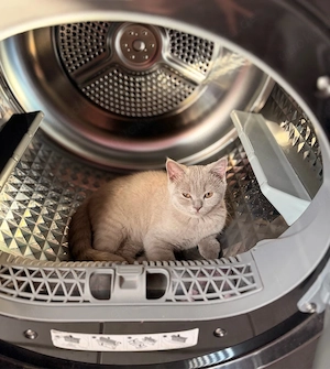   lilac Kitten auszugsbereit