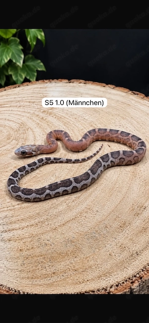 Scaleless Kornnattern