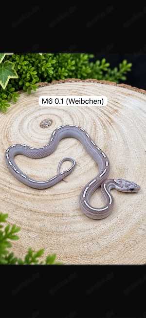 Kornnatter Nachwuchs