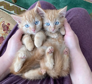 Bkh Kitten  abzugeben 