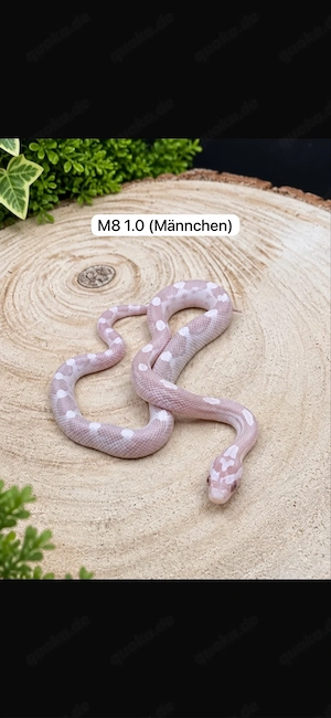Schöne Kornnatter Babys