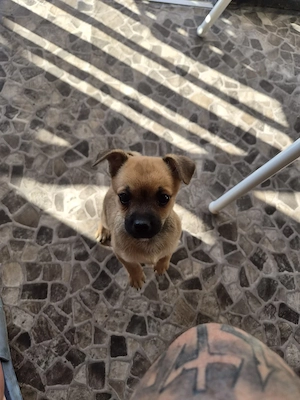 chihuahua Jack Russel Mix