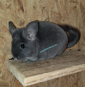 Chinchillas zur Abgabe 
