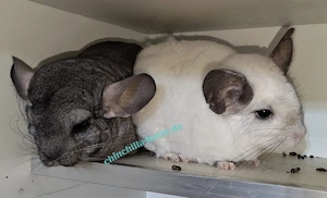 Chinchillas zur Abgabe 