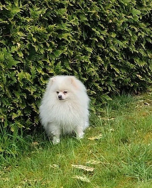 Reinrassiger Pomeranian Zwergspitz Deckrüde