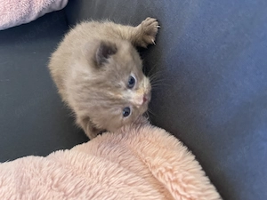 BKH Kitten chocolate cinammon Tortie geimpft 