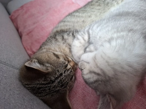 2 BKH kater geschwister kitten (tabby)