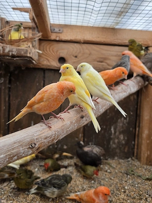 Kanarien, Kanarienvögel, vögel 