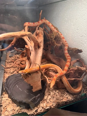 kornatter mit terrarium 
