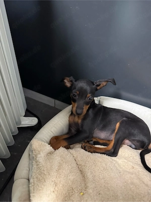 Zwergpinscher