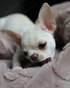 Kleine Chihuahua-Welpen bringen große Freude ins Zuhause     