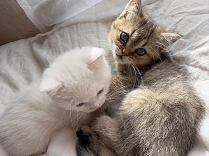 2 süße Katzenbabys suchen ein liebevolles Zuhause