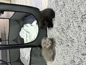 BKH Kitten suchen ein liebevolles Zuhause !