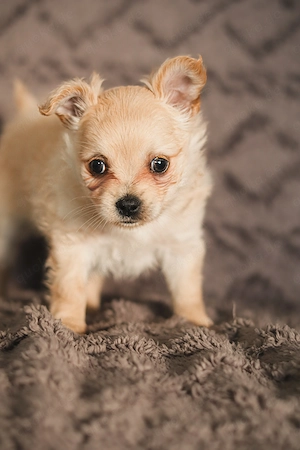 Pomerian ruskytoy 